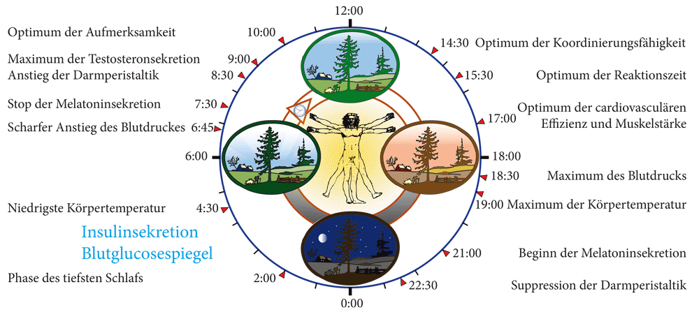 Abb. 3: Die innere circadiane Uhr des Menschen steuert im Tagesverlauf viele Körperfunktionen, mit Reaktions- bzw. Effektmaxima zu genau definierten Tageszeiten. Diese Funk­tionen werden anhand eines Tageskreises dargestellt. Hervorzuheben ist, dass das Inselhormon Insulin sowie der Blutzuckerspiegel ebenfalls im Tagesgang schwanken. Verändert nach: Michael Smolensky und Lynne Lamberg, The Body Clock Guide to Better Health, New York 2000; Grafikvorlage: Wikimedia Commons (CC BY-SA 3.0).