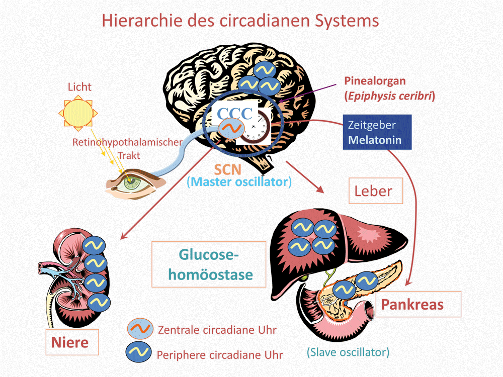 Abb. 4: Das circadiane Uhrensystem des Säugers besteht aus einer Hierarchie im Körper verteilter Oszillatoren. Die zentrale circadiane Uhr (»Master Clock« oder auch »Central Circadian Clock« (CCC) [Reppert und Weaver, Coordination of circadian timing (Fn. 13)].) befindet sich im Nucleus suprachiasmaticus (SCN), bestehend aus zahlreichen neuronalen Uhrenzellen. Dieser zentrale Oszillator empfängt Lichtsignale über das Auge und den retinohypothalamischen Trakt, um die circadiane Uhr auf den 24-Stunden-Tag einzustellen (»entrainment«). Die dergestalt synchronisierte Zentraluhr vermag nun wiederum den Takt der peripheren Uhren (»slave oscillators«) in Leber, Pankreas oder Niere zu synchronisieren. Diese Organe sind essentiell für die Regelung der Glukosehomöostase. Zusätzlich vermag das circadiane Pinealhormon Melatonin synchronisierend auf Organe und Zellen der Peripherie einzuwirken.