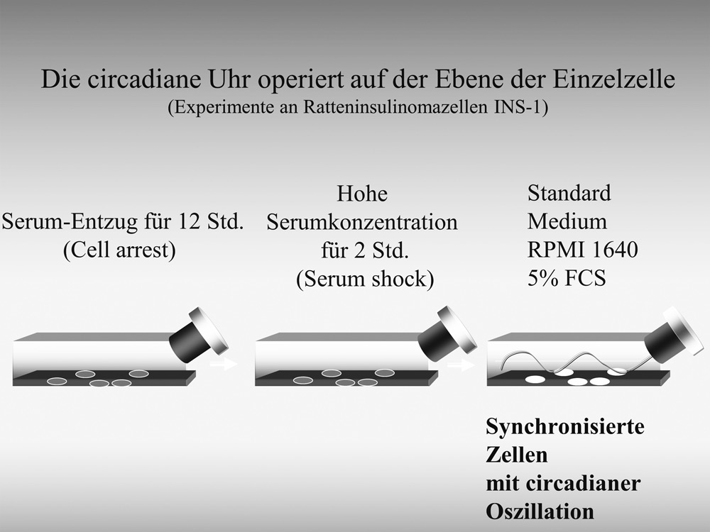 Abb. 5: Ratteninsulinoma β-Zellen in Kultur lassen nach Serumschocksynchronisation einen circadianen Rhythmus erkennen. Das Experiment beginnt mit einem Entzug von Wachstumsfaktoren enthaltenden fötalem Kälberserum (FCS) aus dem Zellkulturmedium. Dadurch kommt es zu einem Stopp des Zellwachstums. Nach einer Entzugsphase von ­ 12 Stunden wird ein »Serumschock« durch kurzzeitige Zugabe einer hohen (50 % v/v) Konzentration an Serum appliziert. Dadurch kommt es zu einem Neustart des zellulären Wachstums und zur Synchronisation der inneren Uhr. Dieses Phänomen lässt sich auf molekularer Ebene durch tageszeitliche Erfassung der Genexpression von Uhrengenen nachweisen (Mühlbauer u. a., Differential and day-time dependent expression of nuclear receptors (Fn. 32).