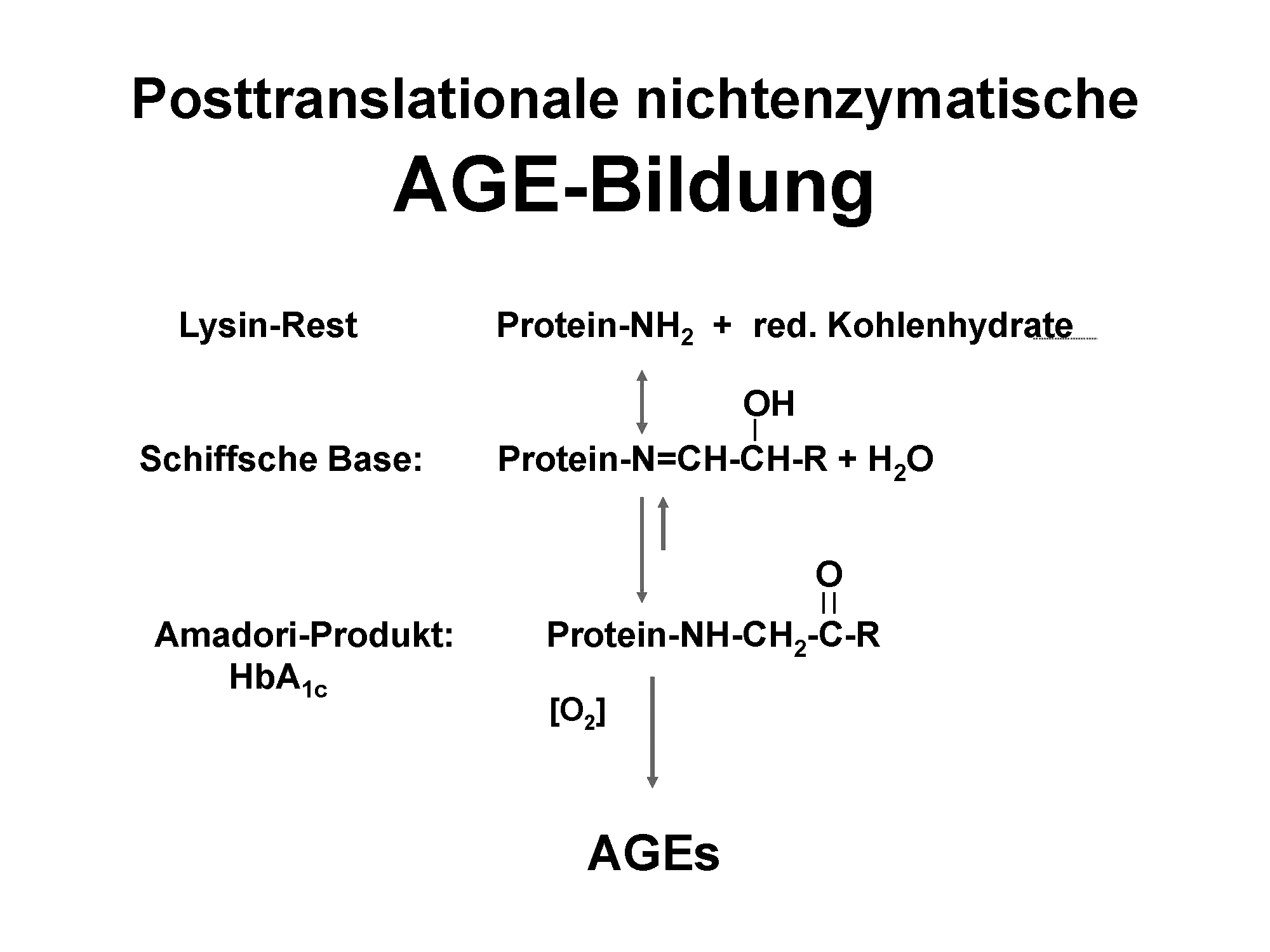  Abb. 2: Klassische AGE-Bildungsreaktion