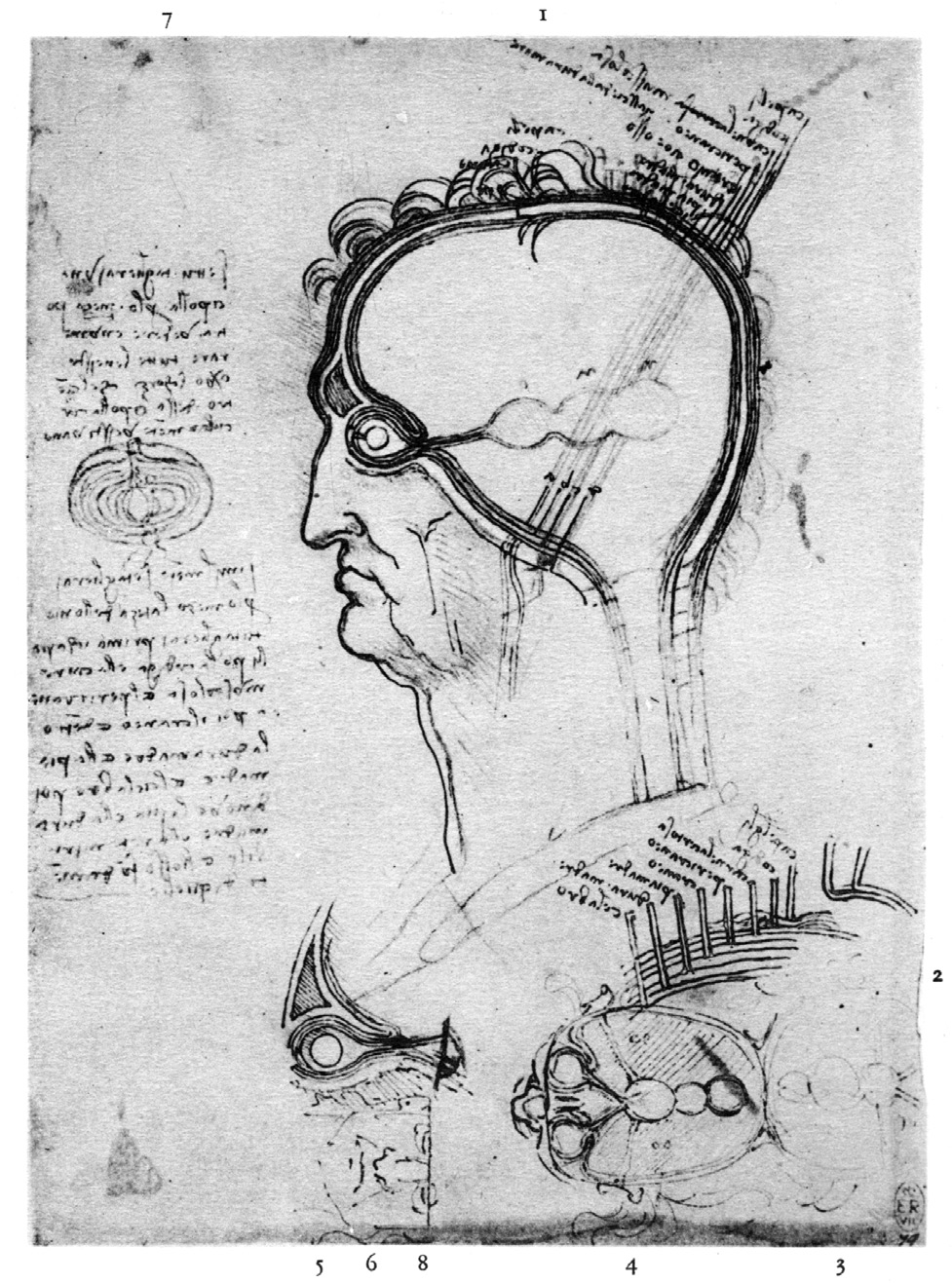 Abb. 4: Leonardo, Anatomische Studien der Hirnkammern, um 1490–1493, Feder, braune Tusche und rote Kreide, 203 × 152 cm, Windsor Castle, RL 12603r [aus Esche, Leonardo, Abb. 54]